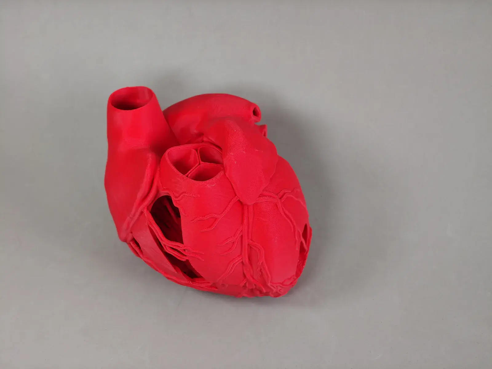 Modelo Anatómico de Corazón Humano