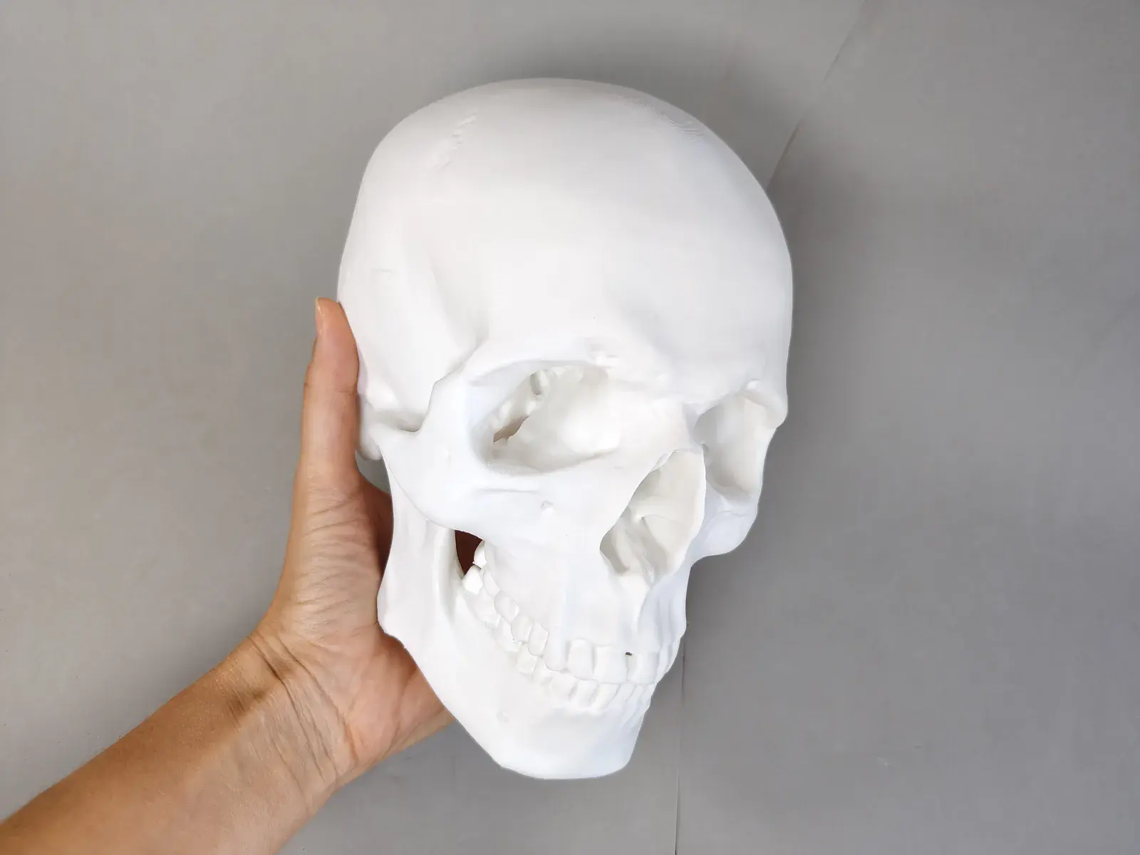 Modelo Anatómico de Cráneo Humano