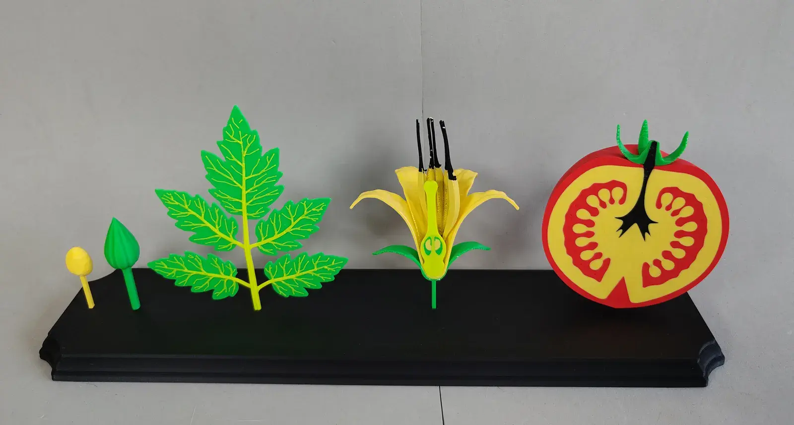 U productos basicos flor hibiscus 3