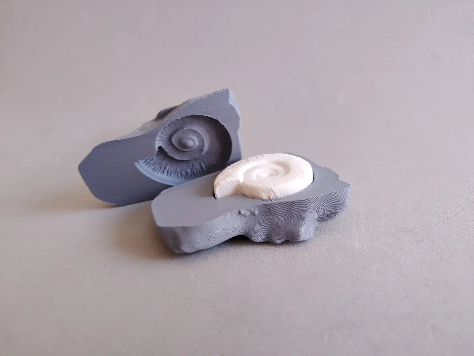 Fósil Didáctico de Ammonite
