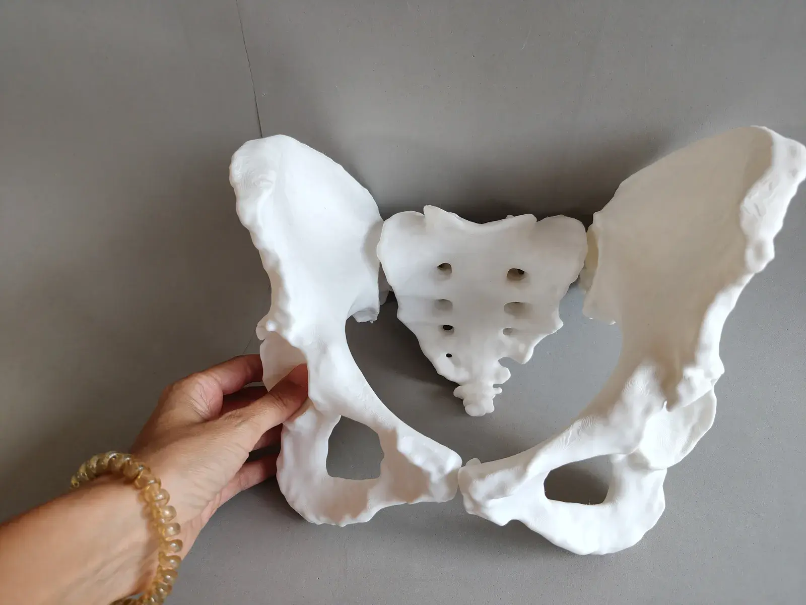Modelo Anatómico de Pelvis Ósea