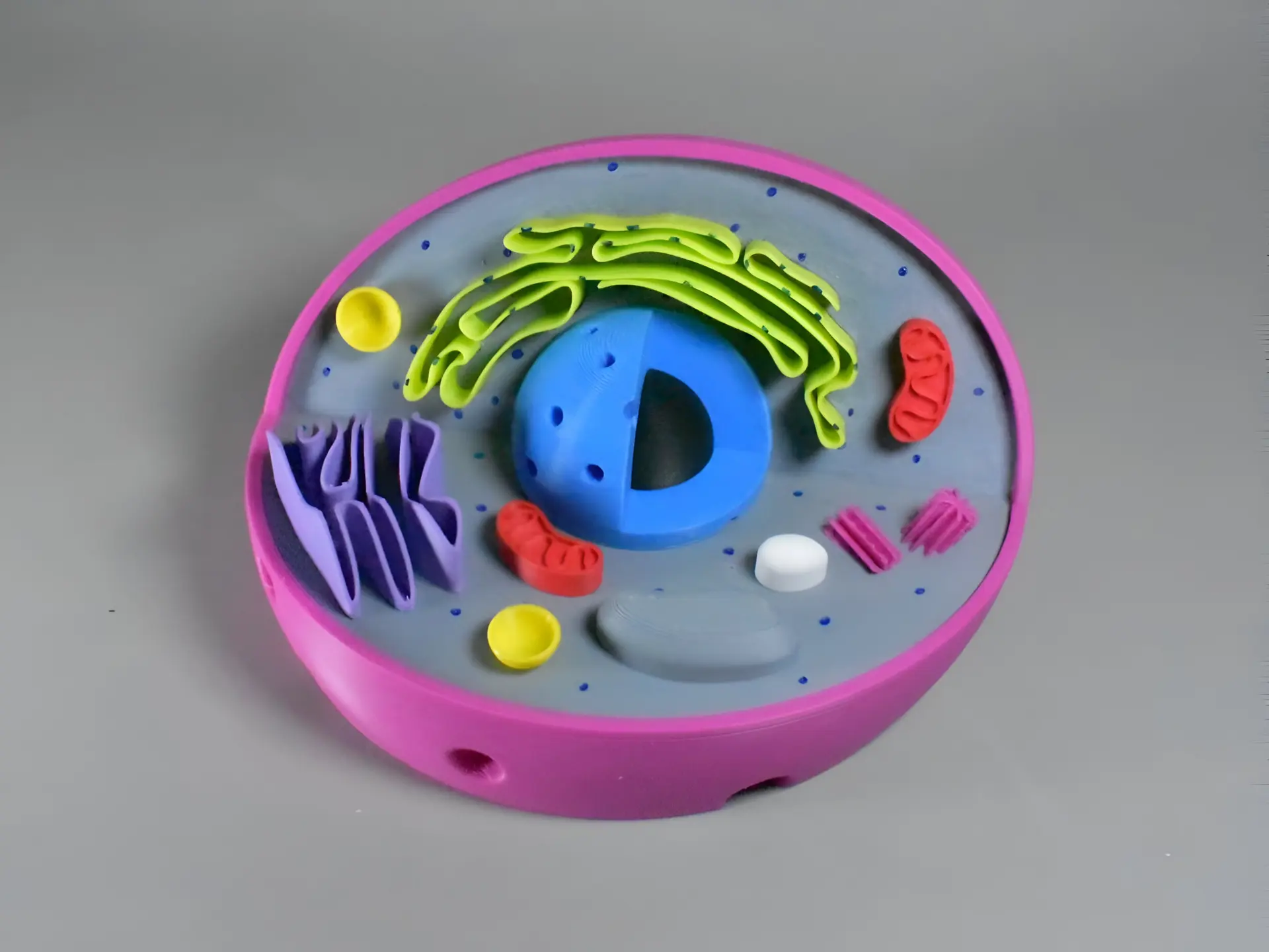 U productos biologia celula eucariota animal 2