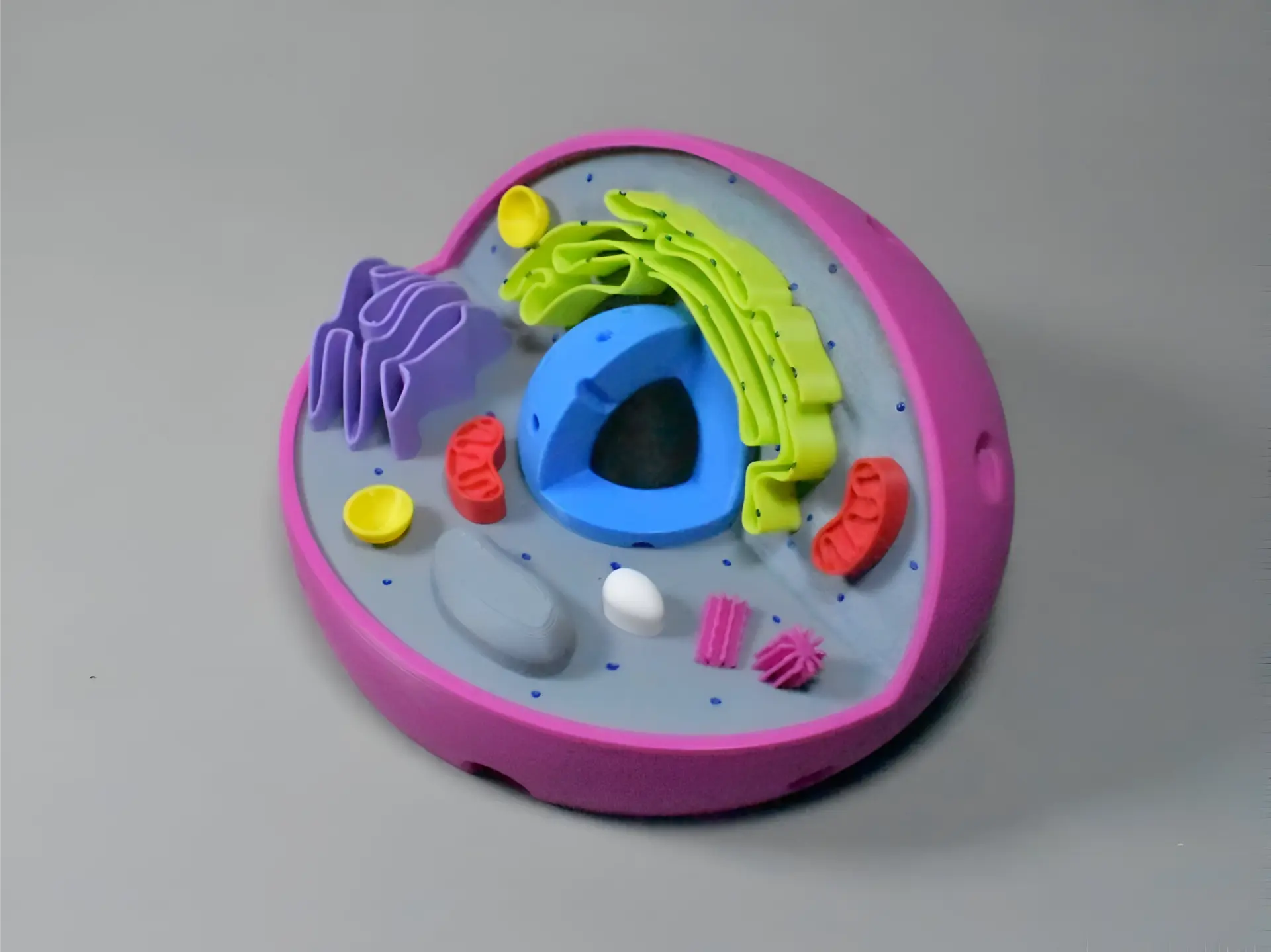 Célula Eucariota Animal