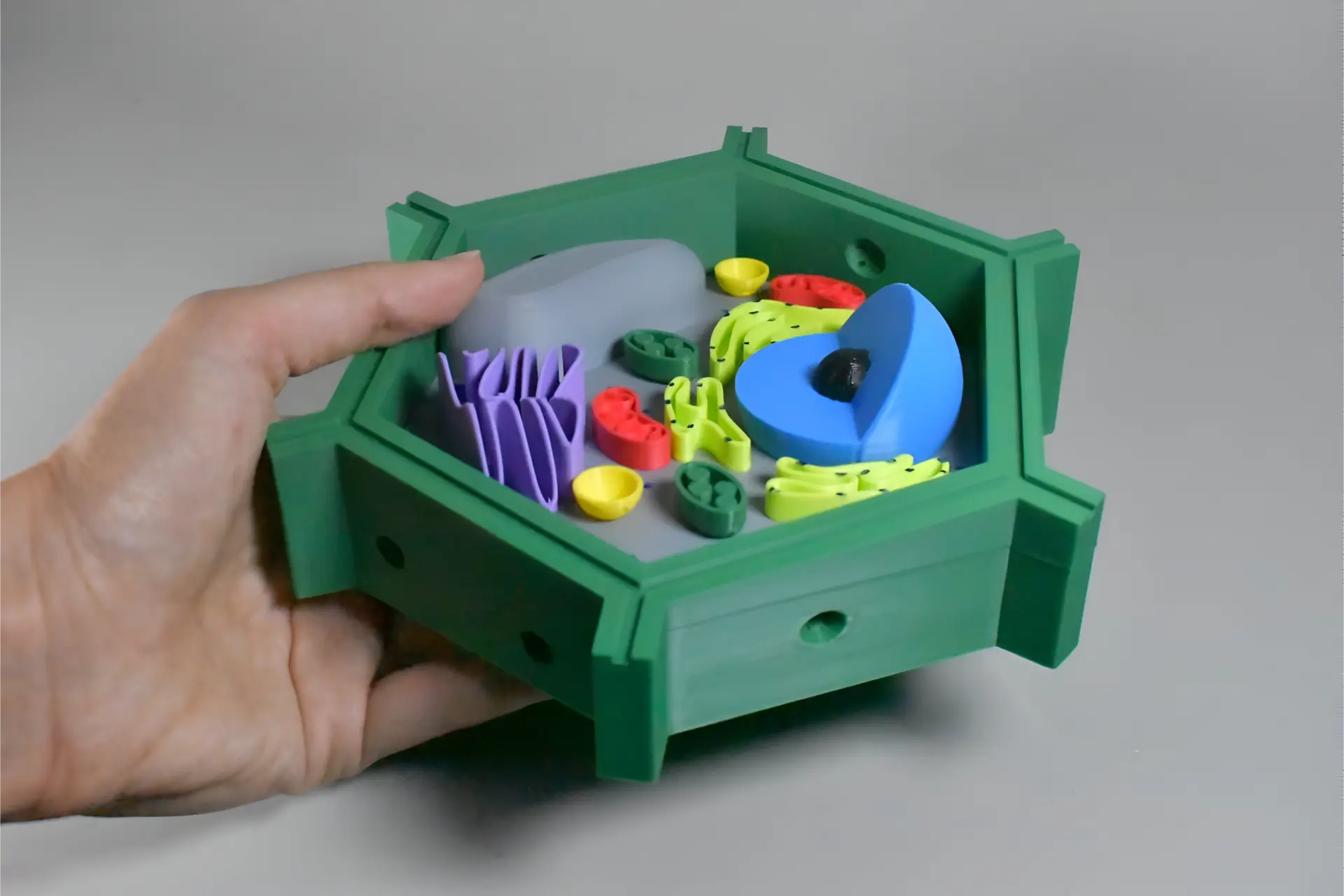 U productos biologia celula eucariota vegetal 3