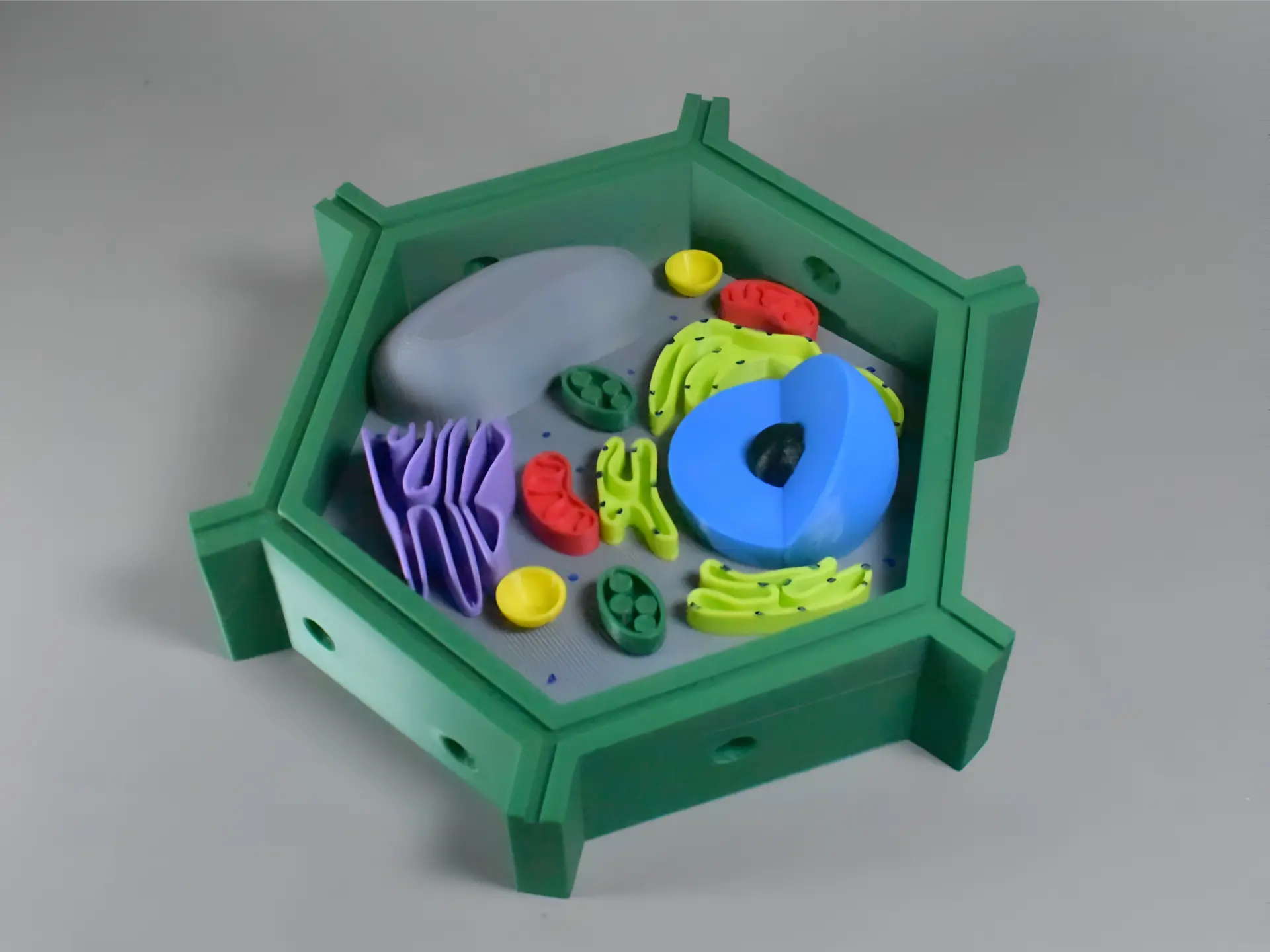 Célula Eucariota Vegetal