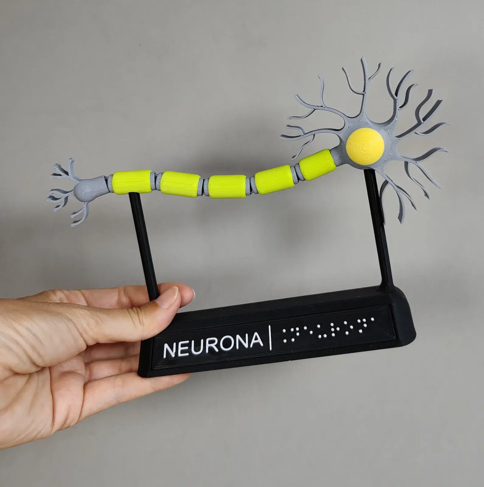 Neurona Motora con Mielina y Peana en Braille