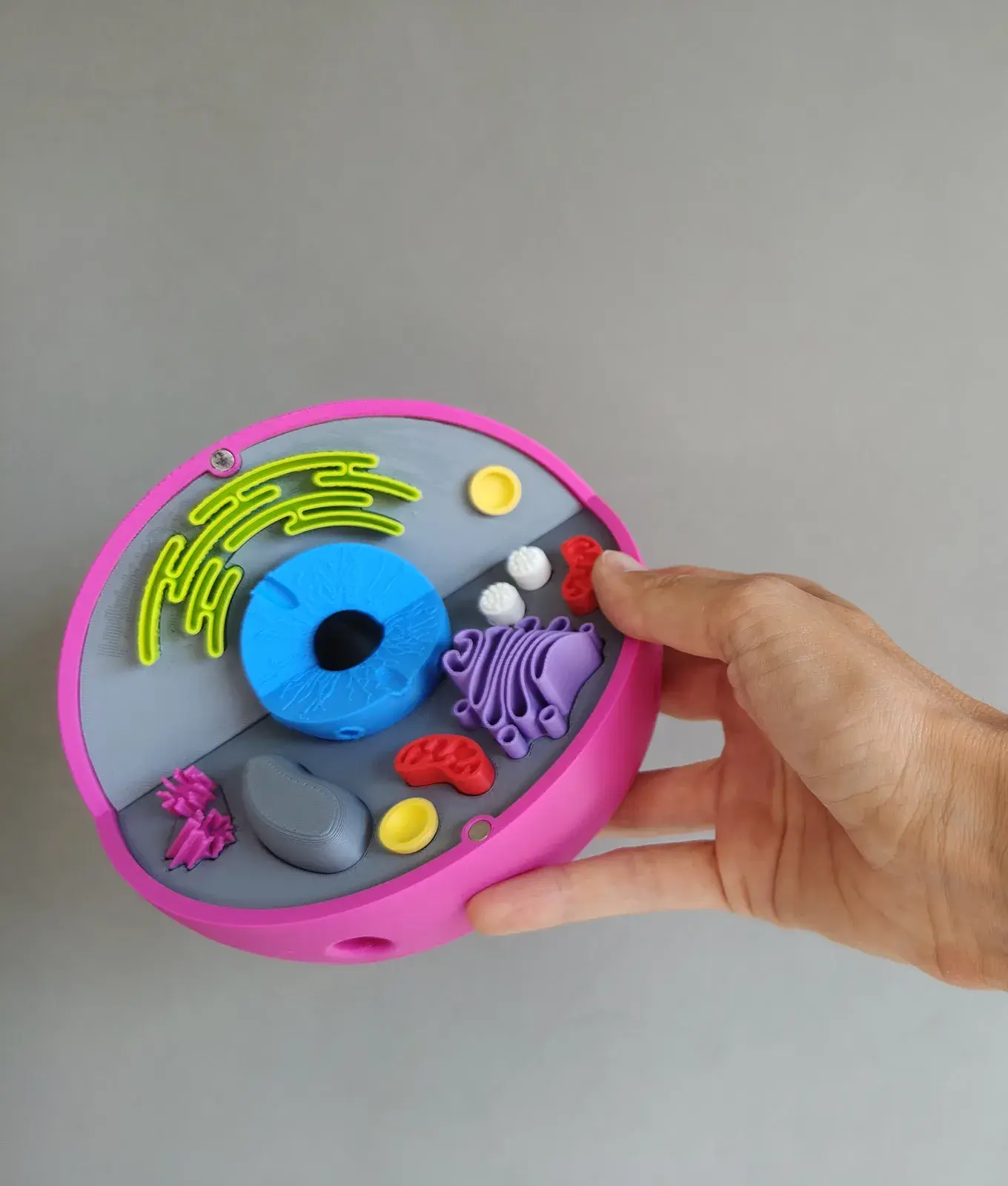 U productos montessori celula animal 3