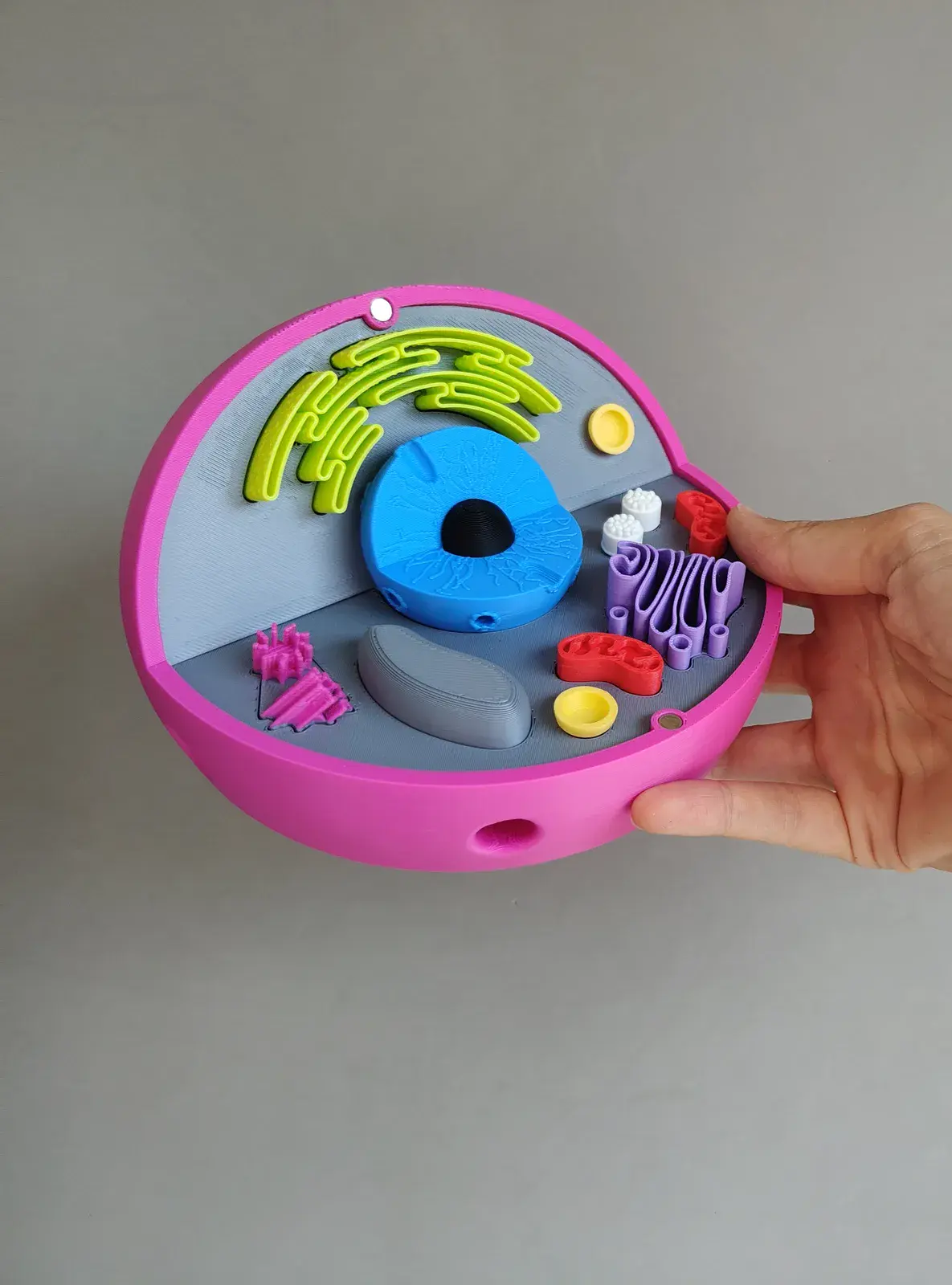 Célula Eucariota Animal Desmontable Montessori