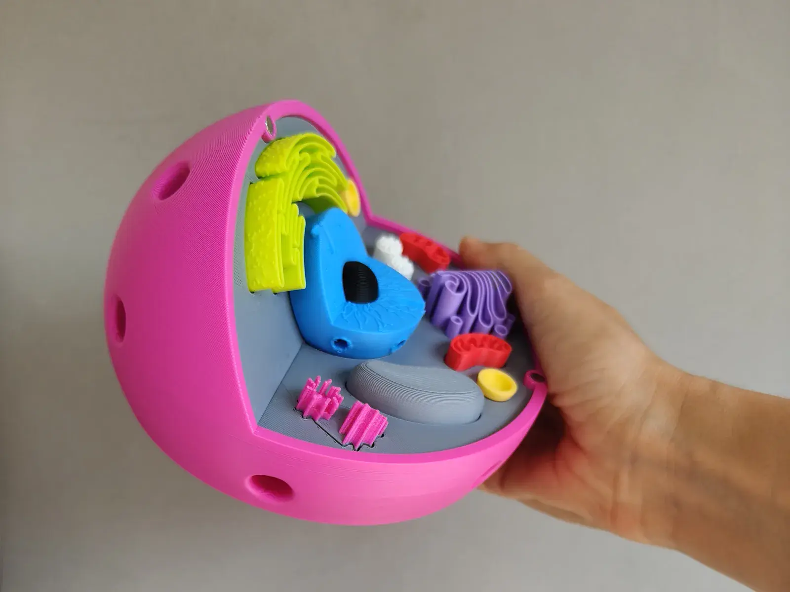 U productos montessori celula procariota 3