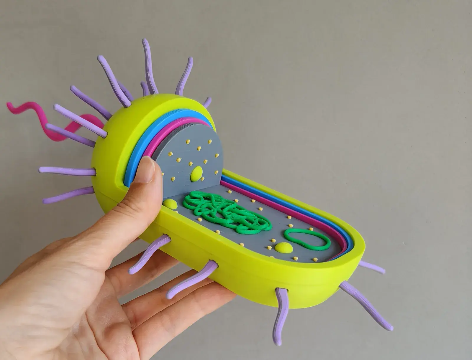 Célula Procariota Desmontable Montessori