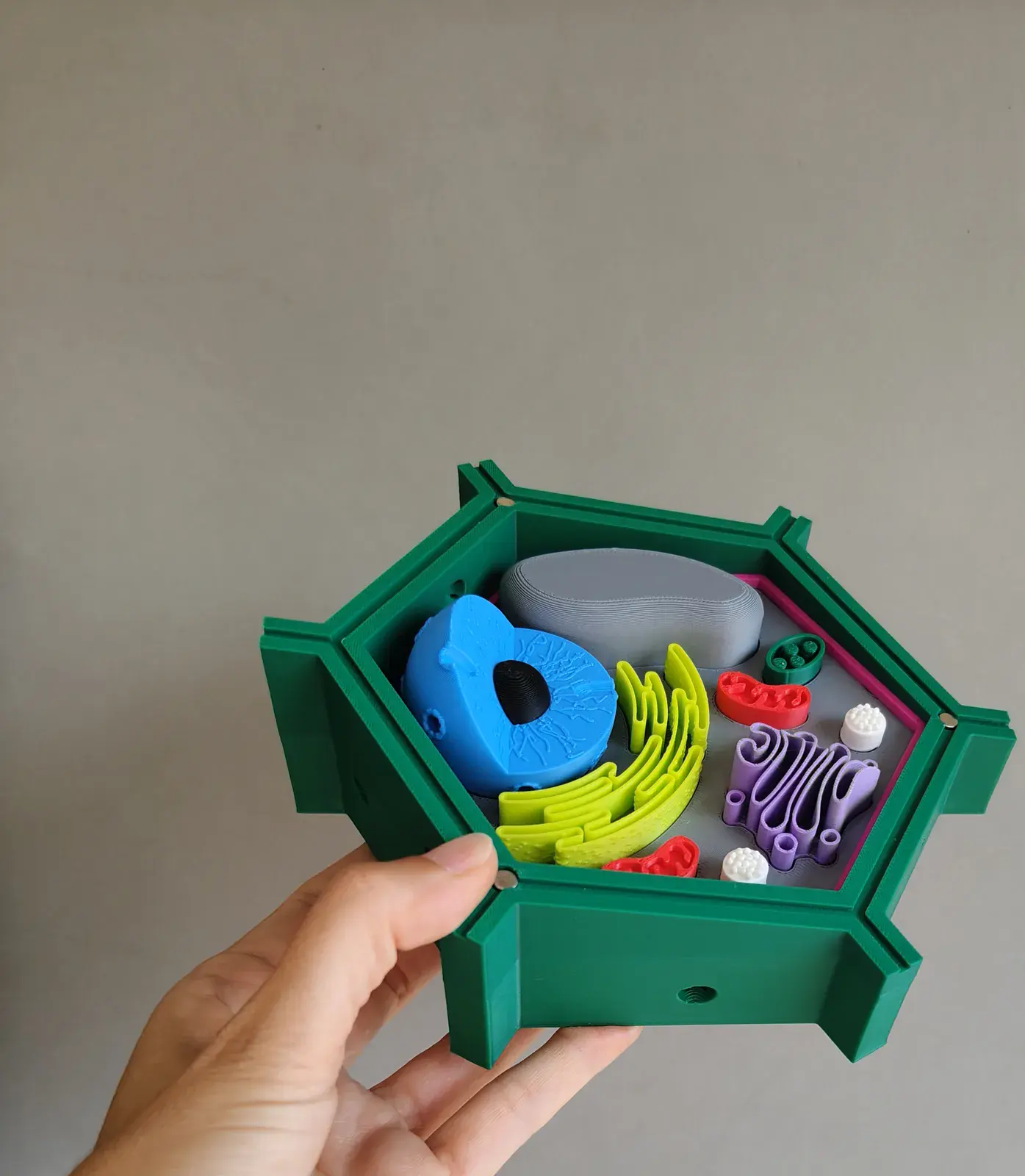 U productos montessori celula vegetal 2