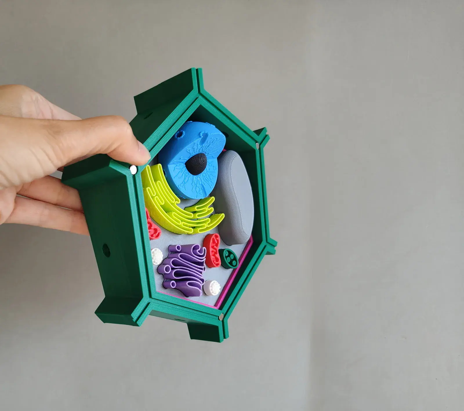 U productos montessori celula vegetal 3