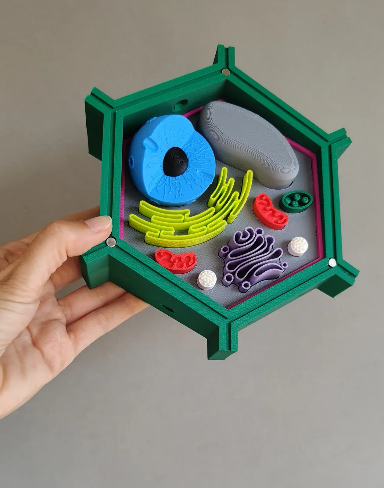 Célula Eucariota Vegetal Desmontable Montessori