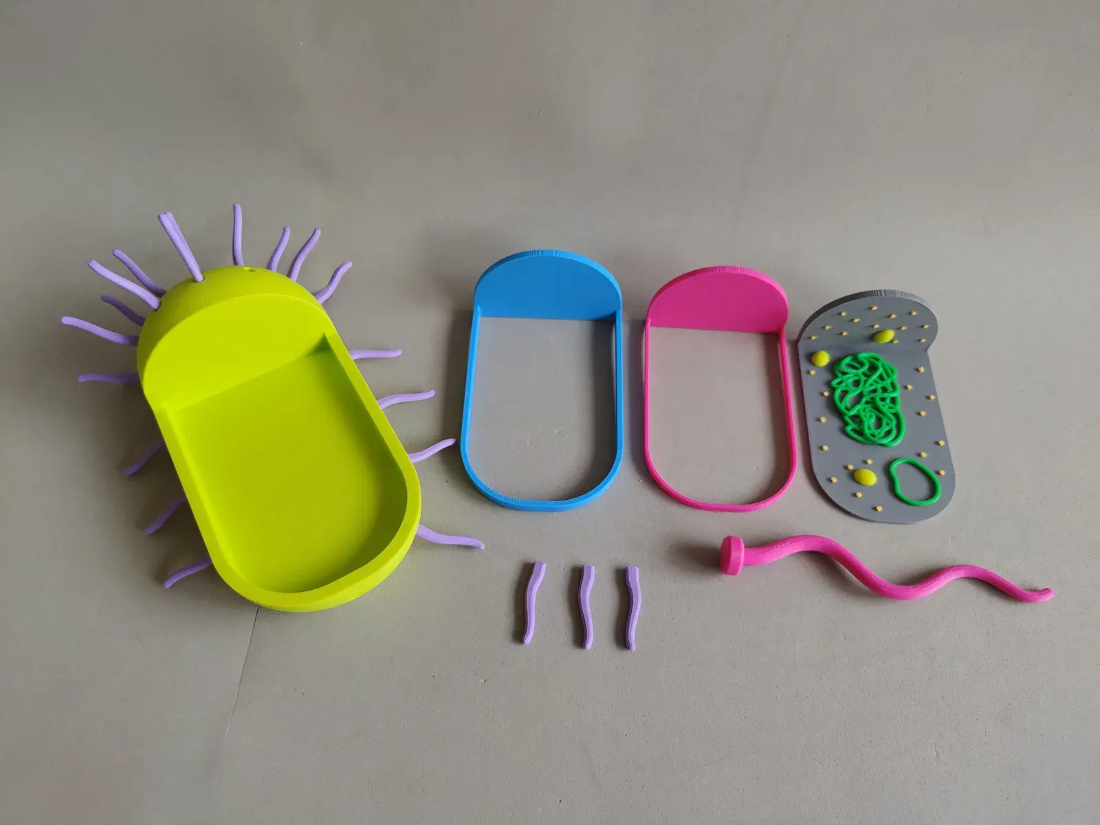 U productos montessori genetica adn arn 2