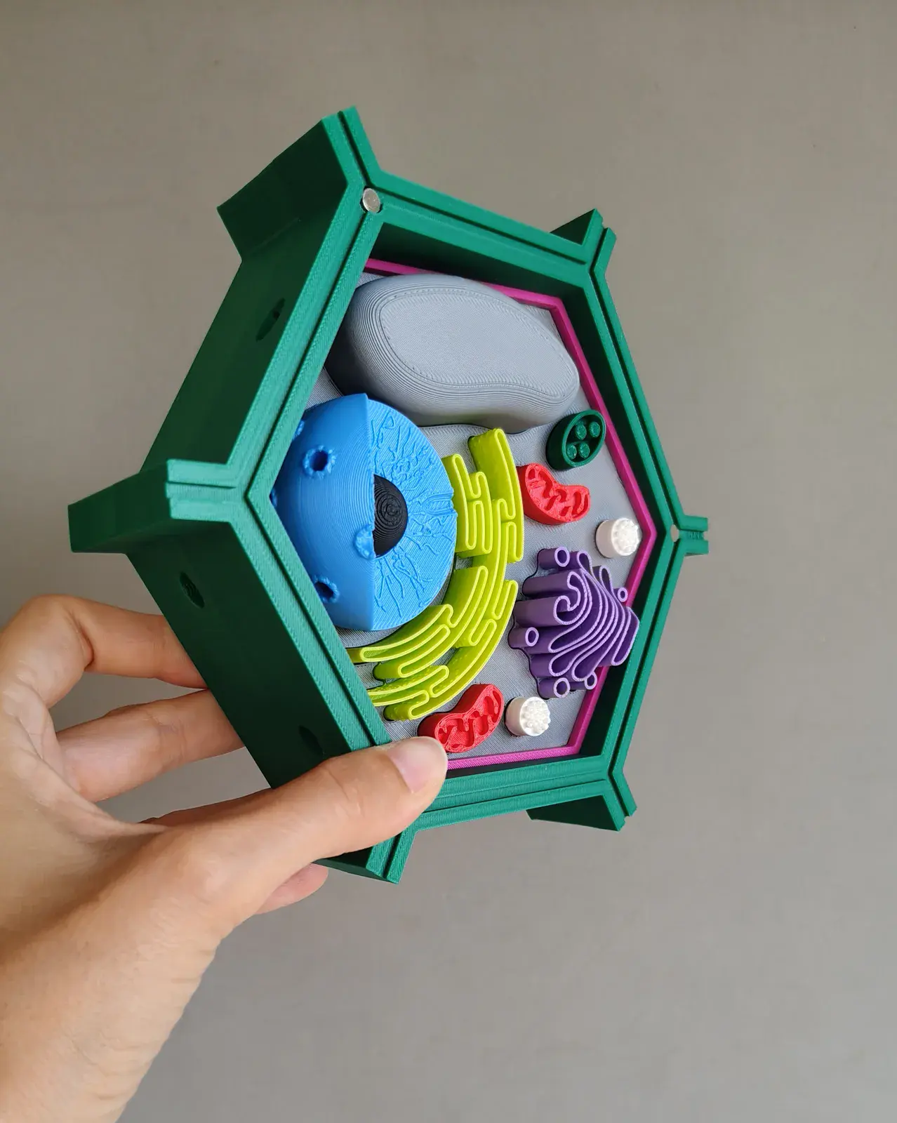 U productos montessori inmunologia 2
