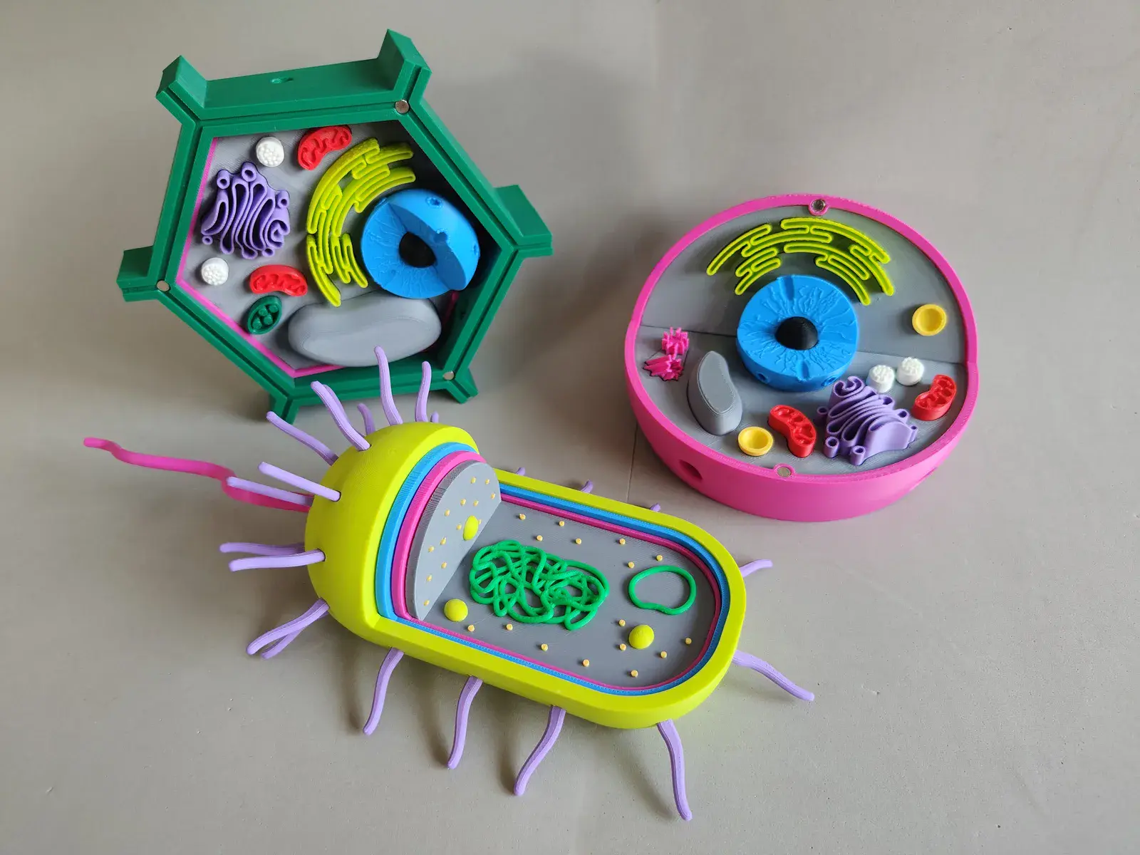 U productos montessori pack celulas eucariotas 2